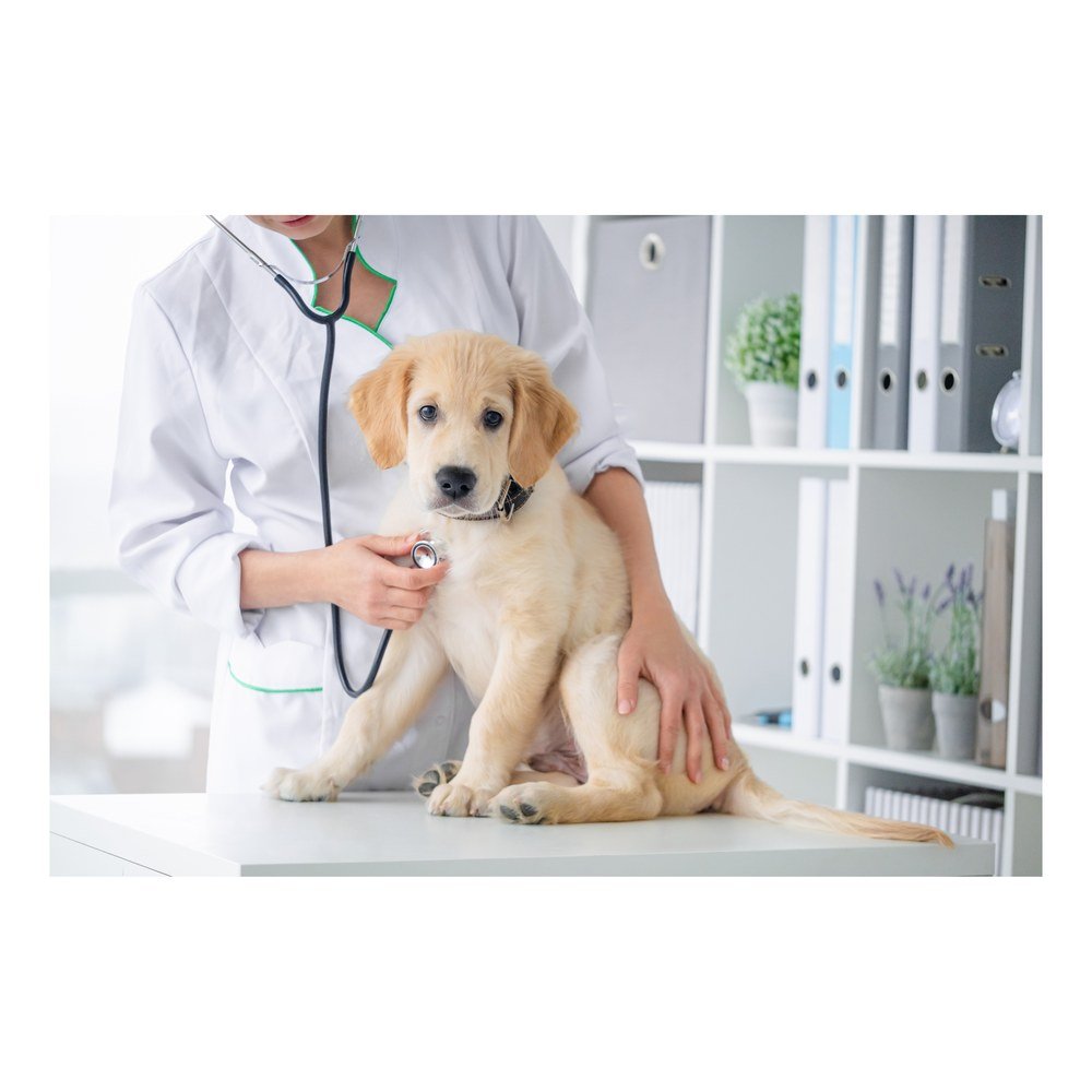 Estetoscopio veterinario SC11-VET / SC21-VET